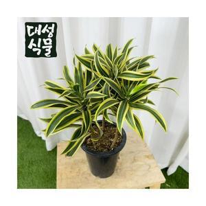 송오브인디아 15cm 중형 드라세나 공기정화식물 플랜테리어 화초 실내 관엽 반려식물 대성식물