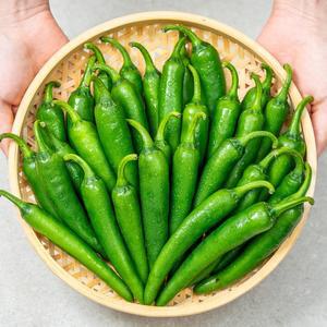 맵지않아 더 맛있는 아삭 모닝고추 1kg 2kg 5kg