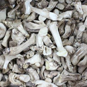 국산 표고버섯뿌리 190g 표고버섯 건표고 쪽빛누리