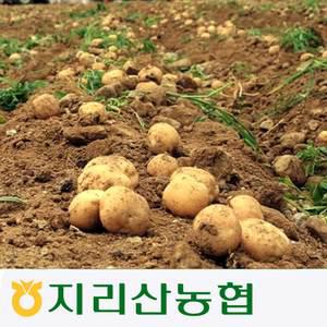 지리산농협 흥부골 고랭지 하지감자 10kg