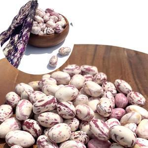 25년 햇호랑이강낭콩 1kg 500g 국산 6월 제철 넝쿨 덩굴 얼룩이 울타리 호랭이콩 안깐콩 줄무늬콩 1키로