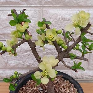 백장수매화28