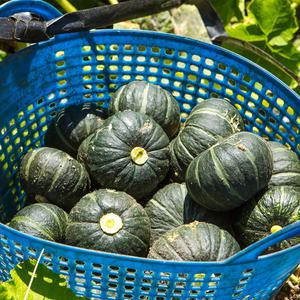 꿀범벅 제주 미니밤호박 단호박 3kg 5kg 10kg
