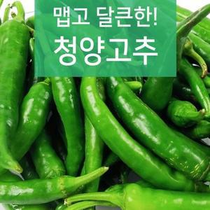 야과몰 맵고 달큰한 청양고추 (3kg)