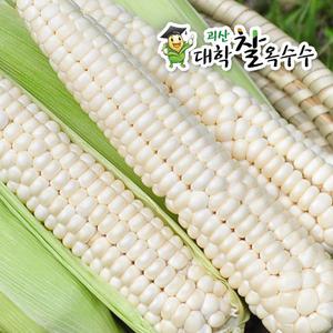[7월15일 수확] 괴산 대학찰옥수수 30개 (선별 17cm)