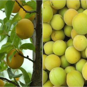 남고매실/황매실/매실5kg(대~왕특)산지발송