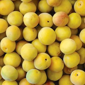 [6월18일순차출고][남도의맛] 광양/순천 황매실 10kg (대/31mm내외)