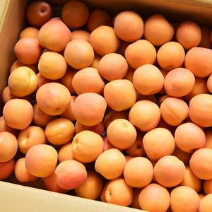 경북 고당도 햇 살구 5KG
