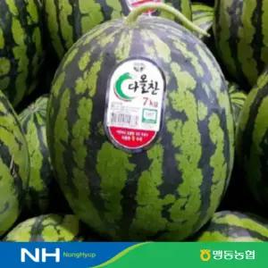 [맹동농협] 맹동 다올찬 꿀 수박 7kg