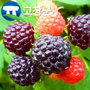 고창 복분자 블랙라즈베리 특품 1kg / 생과 급냉 햇 토종복분자