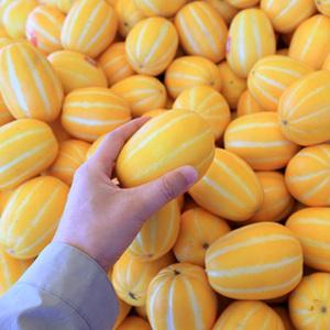 10kg 당일수확 성주 고당도 참외 꿀참외 당도선별 가정용 못난이 선물용