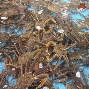 [건어물녀] 러시아 활 대게 1kg 동해시 자숙 찜발송
