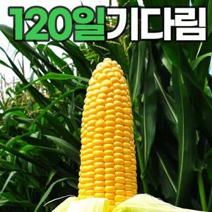 [25년 첫수확] 보성&해남 햇 초당 옥수수 20개입 (못난이)