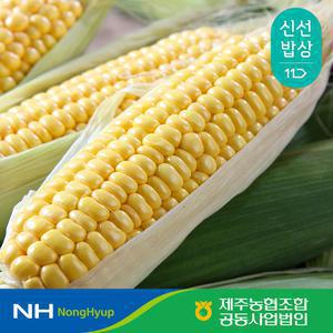 [제주농협] 제주 초당옥수수 특품 10개 20개 15cm이상