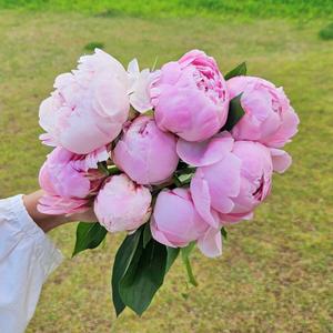 [꽃같은하루] 사라작약 10송이 작약 꽃 생화 꽃다발 택배 온라인꽃집