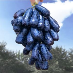 [당도 보장] 블랙사파이어 포도 500g 1kg 애플청포도 크림슨포도