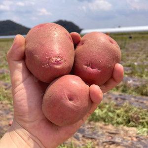카스테라 하우스 홍감자 햇감자 자색 빨간 감자 3kg