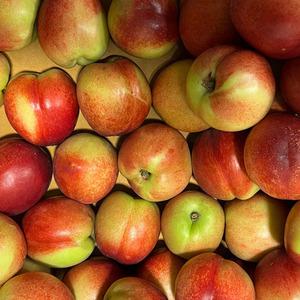 오월도 천도복숭아 3kg 2025년 첫 출하 딱 2주만 발송