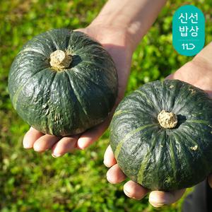 고소하고 달콤한 해남 미니밤호박 보우짱