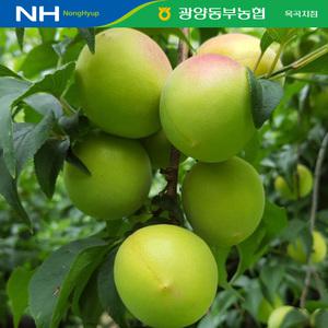 [광양동부농협] 남고매실 홍매실 10kg M-2L사이즈