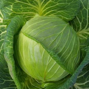 신선한 시골 양배추 3kg/5kg(2~5개)