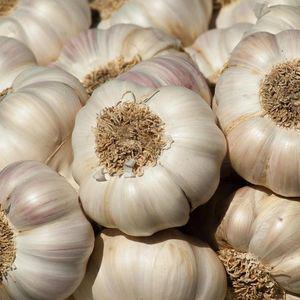 [농촌감성] 25년 국내산 햇마늘 선별된 마늘 3kg 5kg