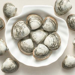 [오늘의바다] 동죽 1kg