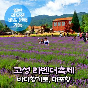 [강원] 고성 라벤더축제+속초 외옹치 바다향기로+대포항 당일여행 (일반/리무진 선택) / 서울경기出