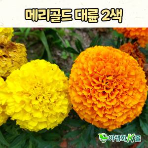 메리골드 대륜(4치 포트) 꽃모종 정원식물