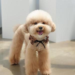 [KGPO3RS9_4B]어흥 호피 고양이 스카프 강아지케이프