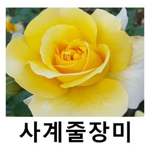 장미나무 묘목 사계줄장미 골드바니 포트묘