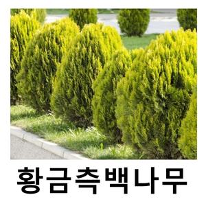 측백나무 묘목 황금측백 키70cm