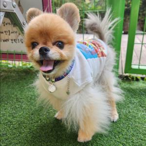 [예보들] 고양이 방울 목걸이 반려묘목걸이 강아지인식표 악세사리 목줄 반려동물산책