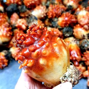 [롯데백화점]친환경팔도 통영 제철 손질 깐멍게 400g