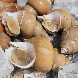 국내산 백고동 백골뱅이 대형 1kg 15-18미