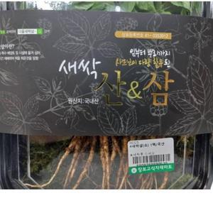 새싹삼 소 1팩 새싹삼 인삼 건강식품 식자재 쌈