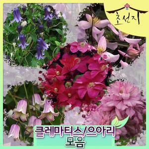 [초선지] 클레마티스 으아리 7치포트화분 신품종 네덜란드 직수입