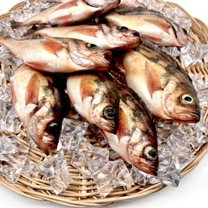 독도 불볼락 열기 1kg(4-5미)