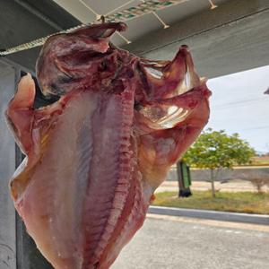 국내 자연산 반건조 우럭 중사이즈(생물 350g 전후) 2마리 특대(1.3kg)1마리