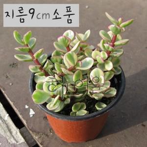 코끼리풀 다육이 아악무 코끼리 풀 토피어리 소품화분