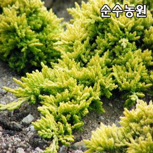 황금좀눈향나무 묘목 길이30cm 5치포트/조경수