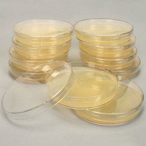 배양 배지 (LB Agar Plate + Amp)- 1개