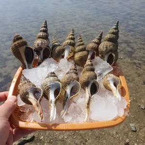 남해안 자연산 손질 촛대고동 130g 횟감용