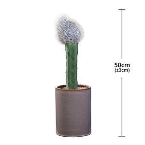 [서울/경기배송] 밍크선인장 화분 50cm [서울/경기배송]밍크선인장화분50cm 코스트코