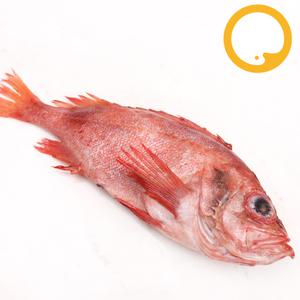 도매 적어 장문볼락 빨간고기 열기 약8.5kg (200/350) 약28-35마리