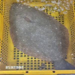 당일작업 숙성광어 필렛 국산 자연산 대광어회 생물 2-3kg