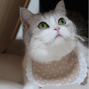 [IXHIP2QC_4B]소복 도트 고양이 강아지케이프 민트
