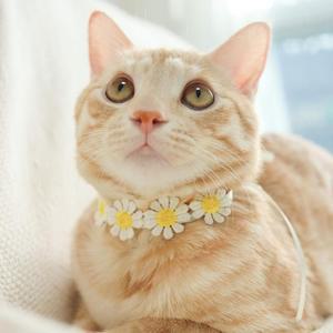 [IXHIR5PL_4B]개달당 코스모스 목걸이 강아지케이프