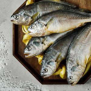 [천사푸드] 참굴비1.6kg20미