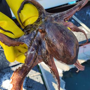 당일조업 통영 자연산 활 돌문어 1kg (1~6미) 가정용 제철 생물 문어 숙회